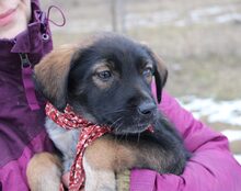 RIVA, Hund, Mischlingshund in Weitersborn