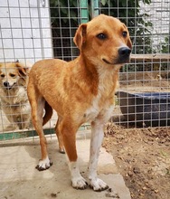 LEEVI, Hund, Mischlingshund in Rumänien