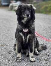 TABBY, Hund, Mischlingshund in Griechenland