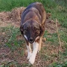 SANDRA, Hund, Griechischer Schäferhund-Mix in Griechenland - Bild 2