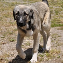 KLEON, Hund, Griechischer Schäferhund-Mix in Griechenland - Bild 2