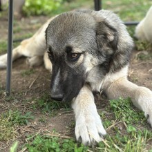 KLEON, Hund, Griechischer Schäferhund-Mix in Griechenland - Bild 3