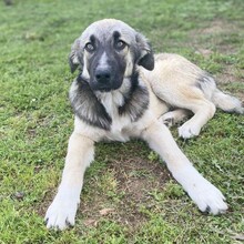 KLEON, Hund, Griechischer Schäferhund-Mix in Griechenland - Bild 4