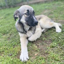 KLEON, Hund, Griechischer Schäferhund-Mix in Griechenland - Bild 6