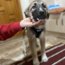 KLEON, Hund, Griechischer Schäferhund-Mix in Griechenland - Bild 7