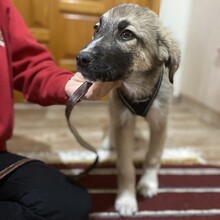 KLEON, Hund, Griechischer Schäferhund-Mix in Griechenland - Bild 9