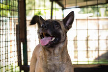 KIM, Hund, Malinois-Mix in Kroatien - Bild 1