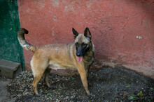 KIM, Hund, Malinois-Mix in Kroatien - Bild 2