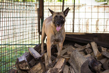 KIM, Hund, Malinois-Mix in Kroatien - Bild 3