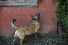 KIM, Hund, Malinois-Mix in Kroatien - Bild 4