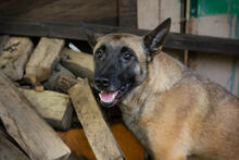 KIM, Hund, Malinois-Mix in Kroatien - Bild 5