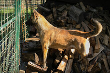 KIM, Hund, Malinois-Mix in Kroatien - Bild 6