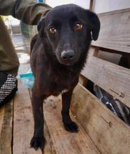 LIA, Hund, Mischlingshund in Rumänien