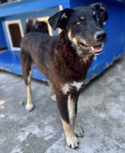 JACK, Hund, Mischlingshund in Rumänien - Bild 10