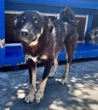 JACK, Hund, Mischlingshund in Rumänien - Bild 9