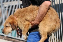 BOSLI, Hund, Dackel-Mix in Lohra-Reimershausen - Bild 2