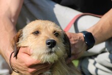 BOSLI, Hund, Dackel-Mix in Lohra-Reimershausen - Bild 3