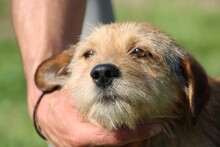 BOSLI, Hund, Dackel-Mix in Lohra-Reimershausen - Bild 5