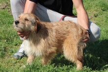 BOSLI, Hund, Dackel-Mix in Lohra-Reimershausen - Bild 6