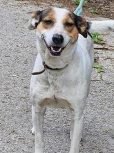 SARAYA, Hund, Mischlingshund in Bulgarien - Bild 10