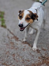 SARAYA, Hund, Mischlingshund in Bulgarien - Bild 11