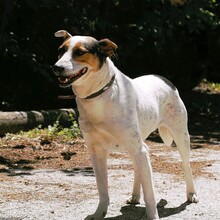 SARAYA, Hund, Mischlingshund in Bulgarien - Bild 15