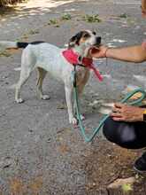 SARAYA, Hund, Mischlingshund in Bulgarien - Bild 16