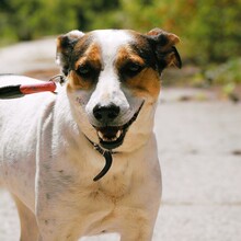 SARAYA, Hund, Mischlingshund in Bulgarien - Bild 20