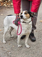 SARAYA, Hund, Mischlingshund in Bulgarien - Bild 23