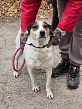 SARAYA, Hund, Mischlingshund in Bulgarien - Bild 24