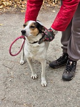 SARAYA, Hund, Mischlingshund in Bulgarien - Bild 25