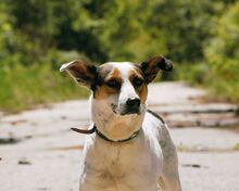 SARAYA, Hund, Mischlingshund in Bulgarien - Bild 3