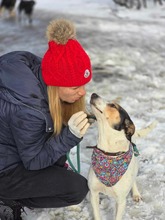 SARAYA, Hund, Mischlingshund in Bulgarien - Bild 30