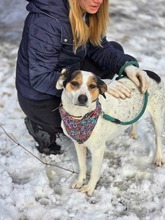 SARAYA, Hund, Mischlingshund in Bulgarien - Bild 31