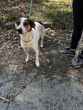 SARAYA, Hund, Mischlingshund in Bulgarien - Bild 5