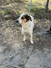 SARAYA, Hund, Mischlingshund in Bulgarien - Bild 6