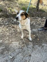 SARAYA, Hund, Mischlingshund in Bulgarien - Bild 9