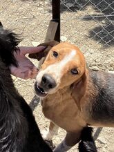 KODY, Hund, Pointer-Mix in Zypern - Bild 10