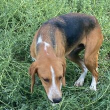 KODY, Hund, Pointer-Mix in Zypern - Bild 12