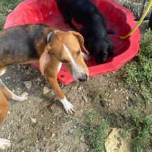 KODY, Hund, Pointer-Mix in Zypern - Bild 13