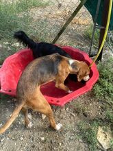 KODY, Hund, Pointer-Mix in Zypern - Bild 14