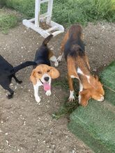 KODY, Hund, Pointer-Mix in Zypern - Bild 16