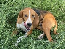 KODY, Hund, Pointer-Mix in Zypern - Bild 17