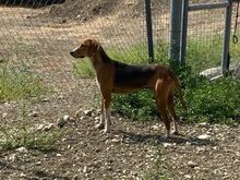 KODY, Hund, Pointer-Mix in Zypern - Bild 18