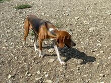 KODY, Hund, Pointer-Mix in Zypern - Bild 19