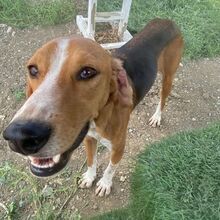 KODY, Hund, Pointer-Mix in Zypern - Bild 2