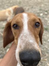 KODY, Hund, Pointer-Mix in Zypern - Bild 20