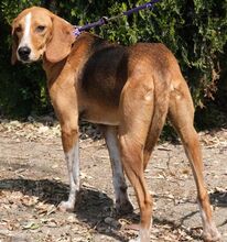 KODY, Hund, Pointer-Mix in Zypern - Bild 22