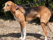 KODY, Hund, Pointer-Mix in Zypern - Bild 23