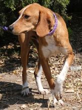 KODY, Hund, Pointer-Mix in Zypern - Bild 24